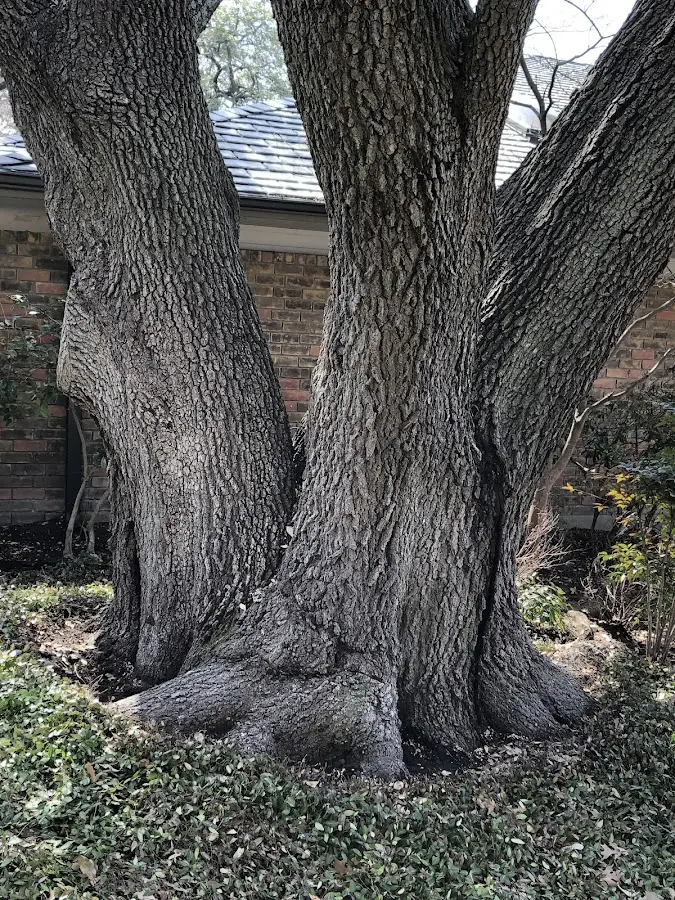 Mature heritage tree close to a Fort Atkinson property cared for by certified arborists
